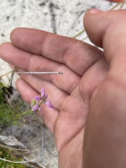 Polygala lewtonii
