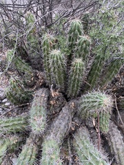 Echinocereus enneacanthus carnosus
