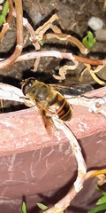 Eristalis tenax