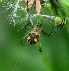 Leucauge argyrobapta