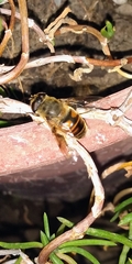 Eristalis tenax