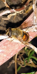 Eristalis tenax