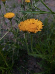 Hysterionica jasionoides