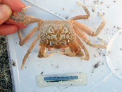 Ocypode gaudichaudii