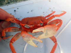 Ocypode gaudichaudii