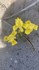 Moraea neglecta