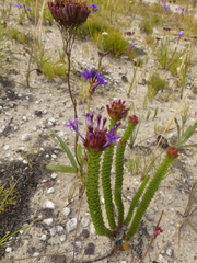 Rhigiophyllum squarrosum