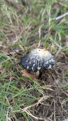Coprinus comatus