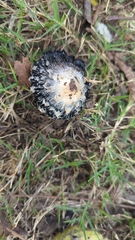 Coprinus comatus