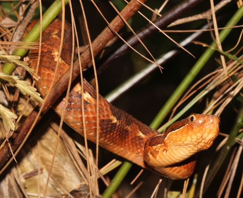 Photo of a Honduras Montane Pitviper (Cerrophidion wilsoni)