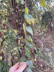 Planera aquatica