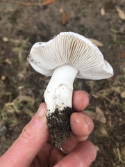 Amidella