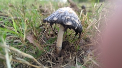 Coprinus comatus