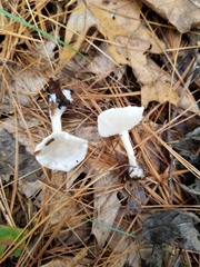 Leucocybe candicans