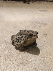 Anaxyrus americanus