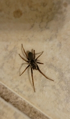 Kukulcania hibernalis