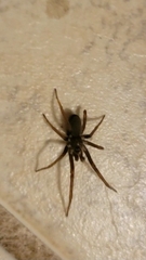 Kukulcania hibernalis