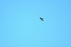 Gypaetus barbatus barbatus