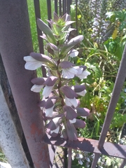 Acanthus