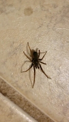 Kukulcania hibernalis