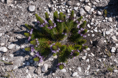 Merciera azurea