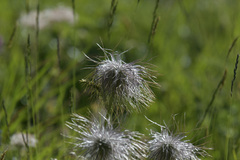 Pulsatilla alpina