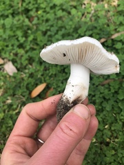 Amidella