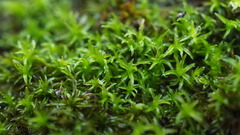 Didymodon sinuosus