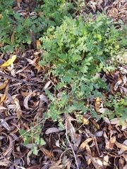 Phacelia ramosissima