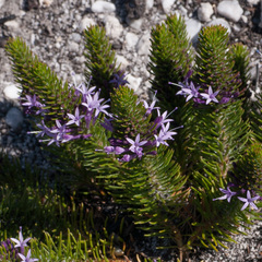 Merciera azurea