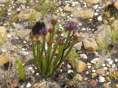 Rhigiophyllum squarrosum