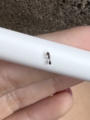 Pseudomyrmex ejectus