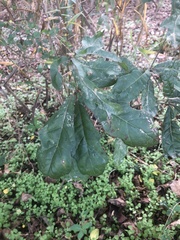 Quercus sinuata
