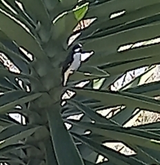Sporophila lineola