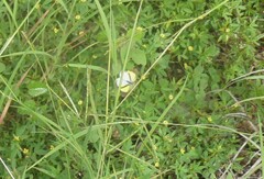 Eurema elathea