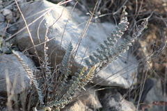 Astrolepis cochisensis