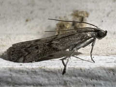 Vitula edmandsii