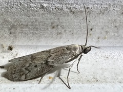 Vitula edmandsii