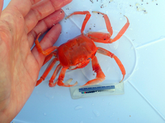 Ocypode gaudichaudii