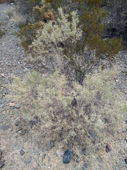 Atriplex lampa