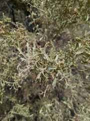 Atriplex lampa