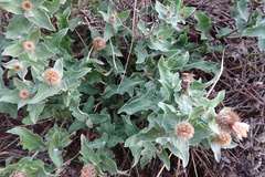 Centaurea pectinata