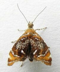 Prochoreutis inflatella