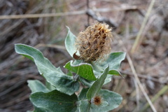 Centaurea pectinata
