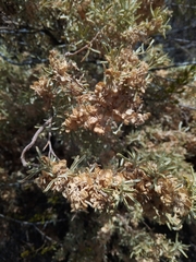 Atriplex lampa