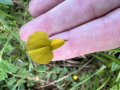 Crotalaria rotundifolia