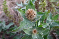 Centaurea pectinata