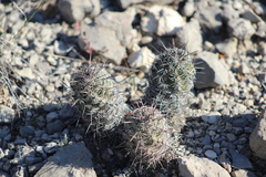 Neolloydia conoidea