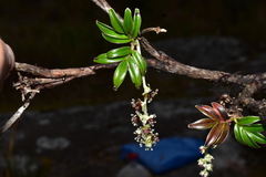 Polylepis