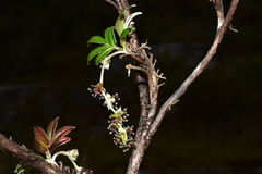 Polylepis